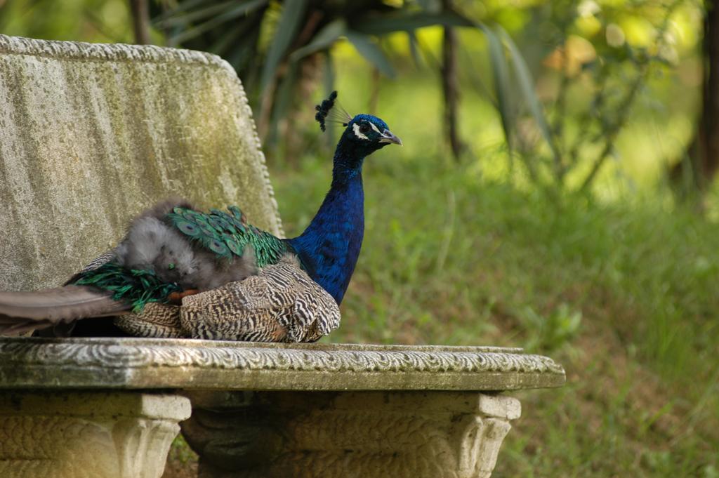 Fattoria Paradiso Bertinoro Zewnętrze zdjęcie